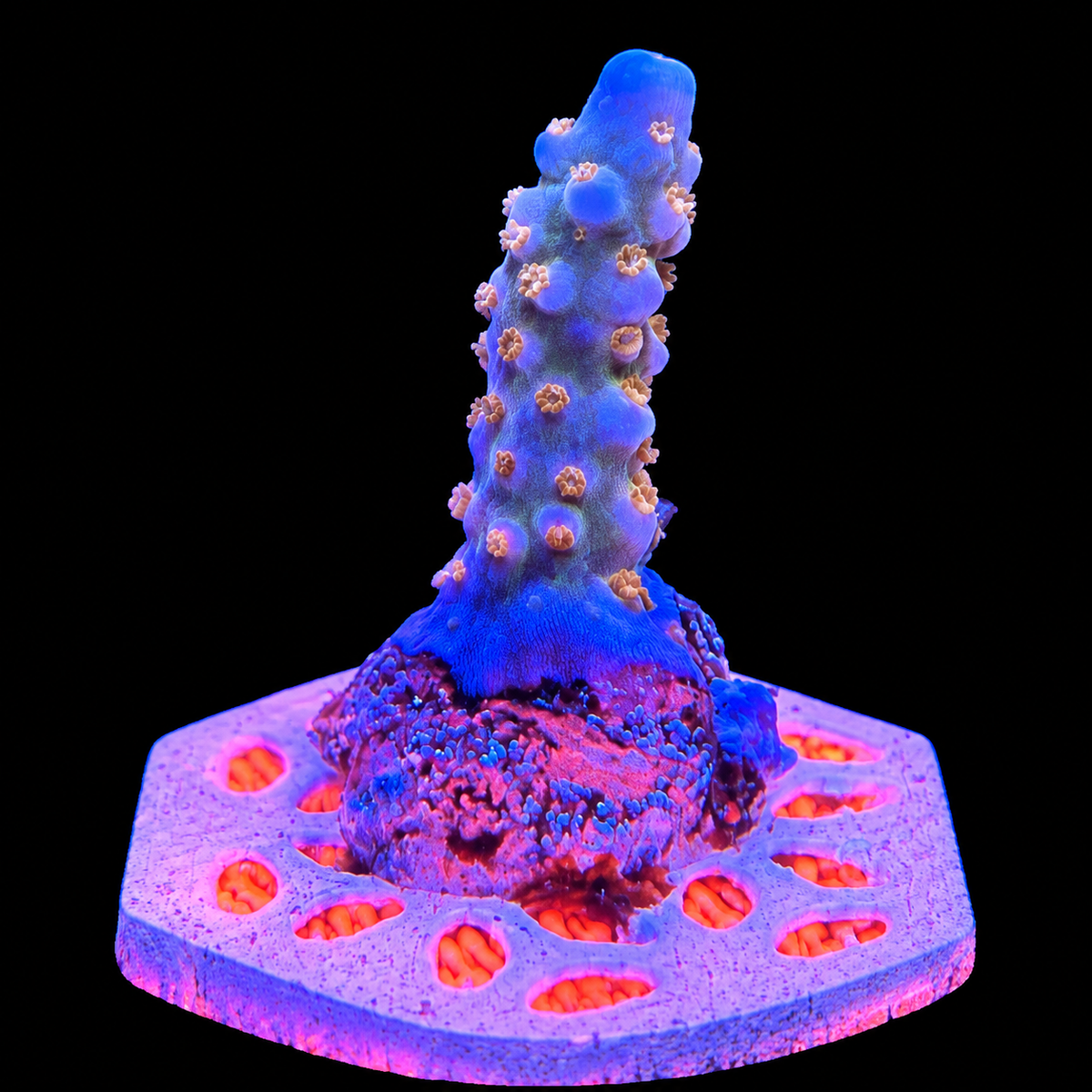 WYSIWYG TSA Goliath Acropora Coral
