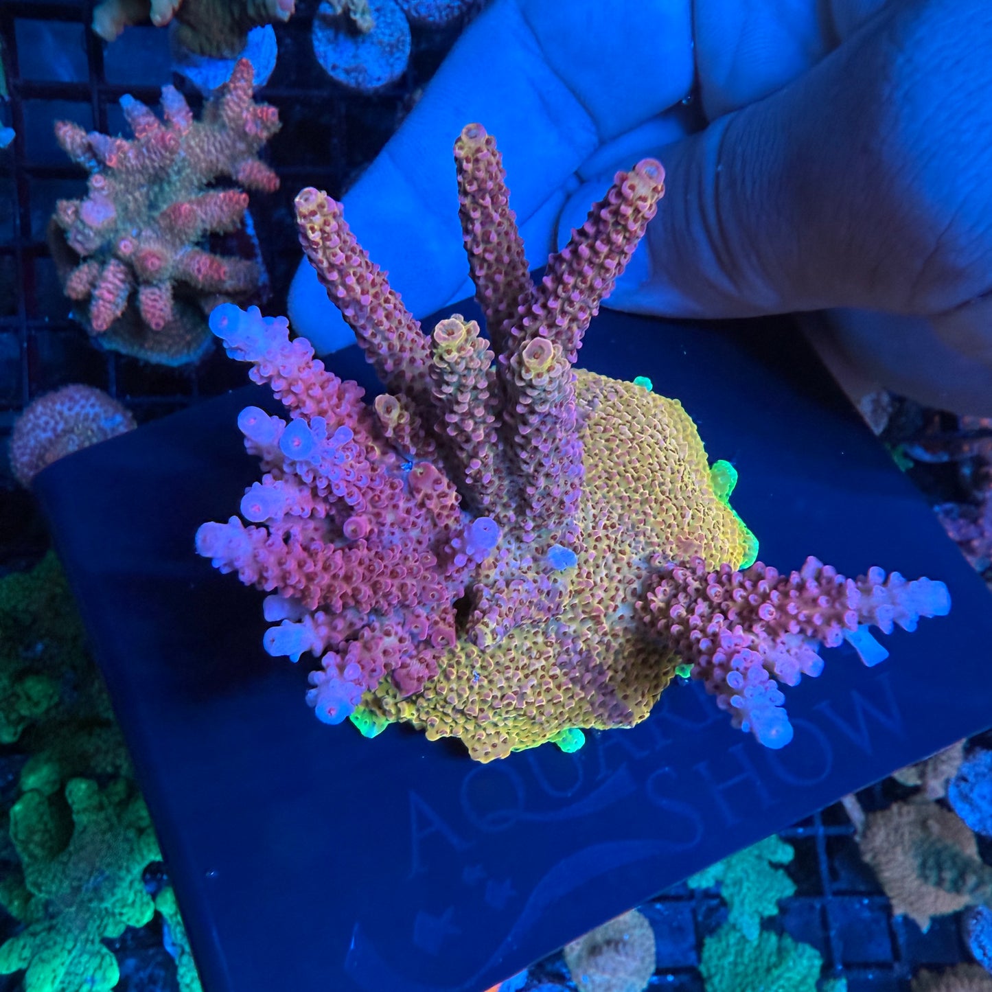 WYSIWYG PC Rainbow Acropora Colony