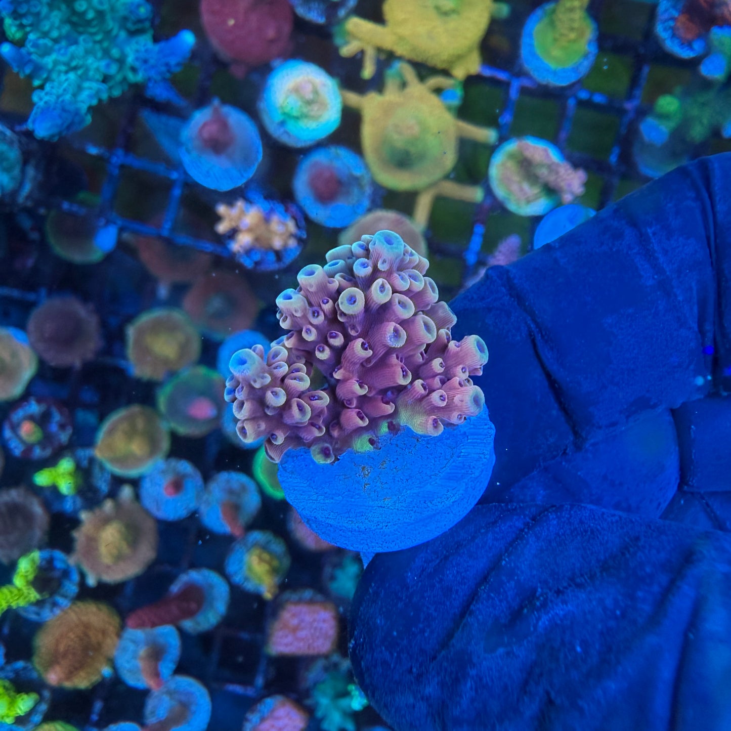 WYSIWYG Pink Cadillac