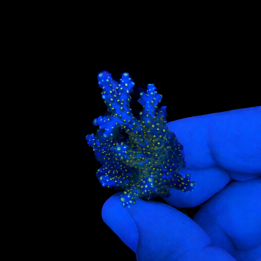 WYSIWYG Garf Bonsai Acropora Coral Colony