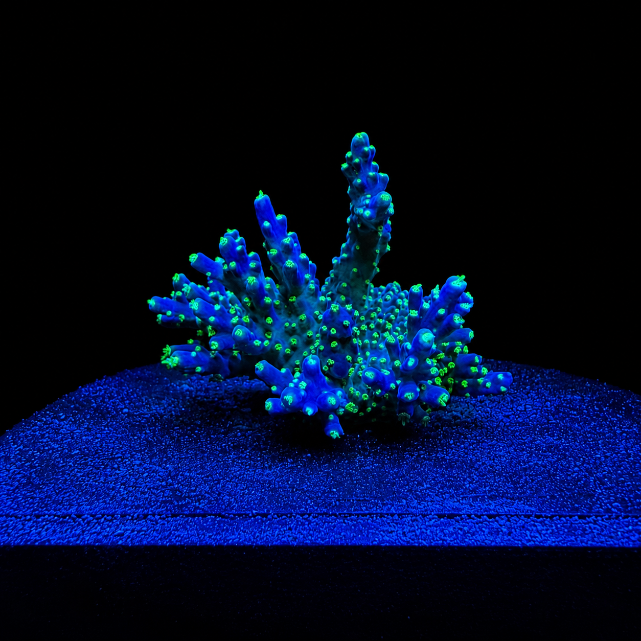 WYSIWYG LG Garf Bonsai Coral Frag
