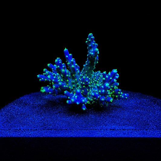 WYSIWYG LG Garf Bonsai Coral Frag