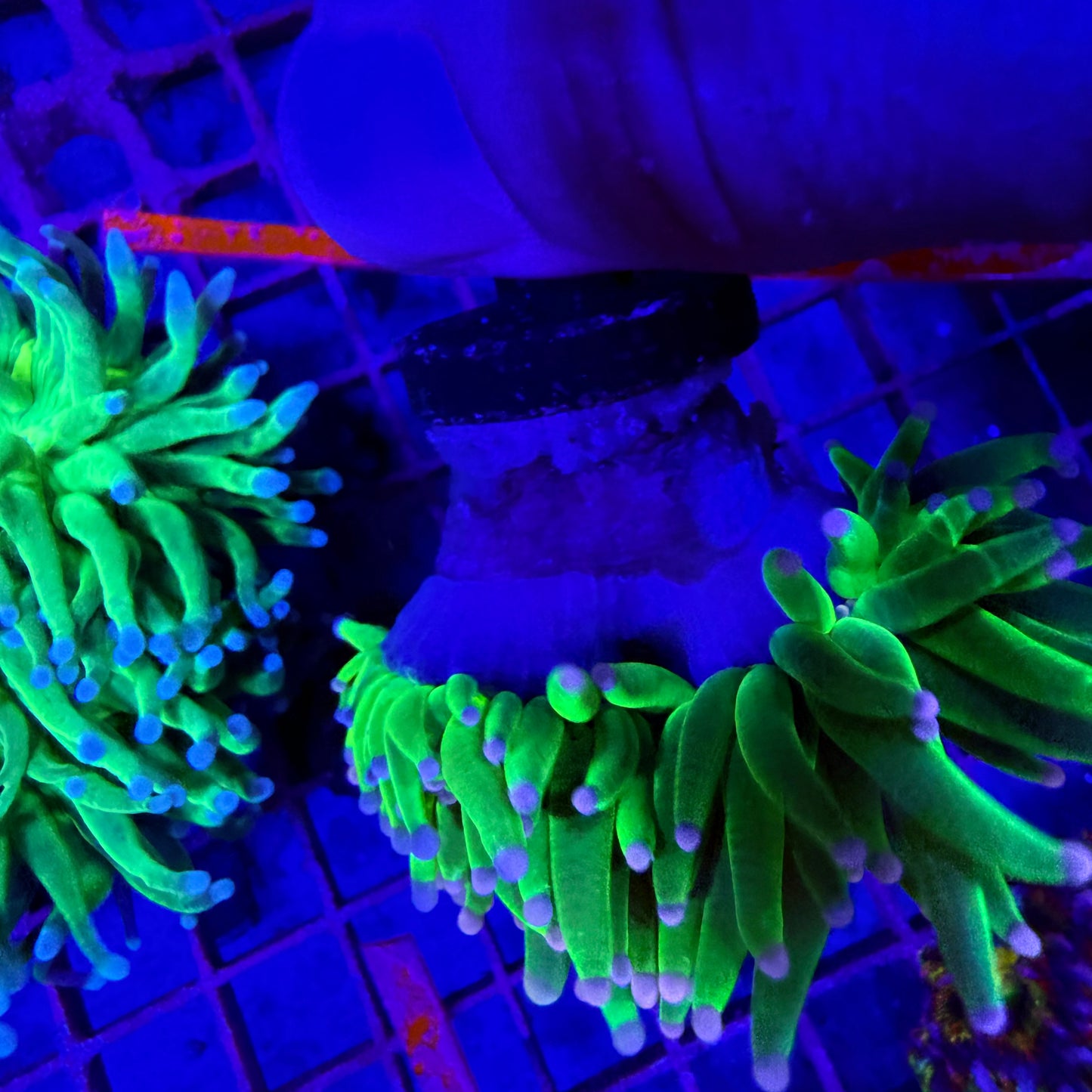 WYSIWYG Pink Tip Holy Grail Torch Coral