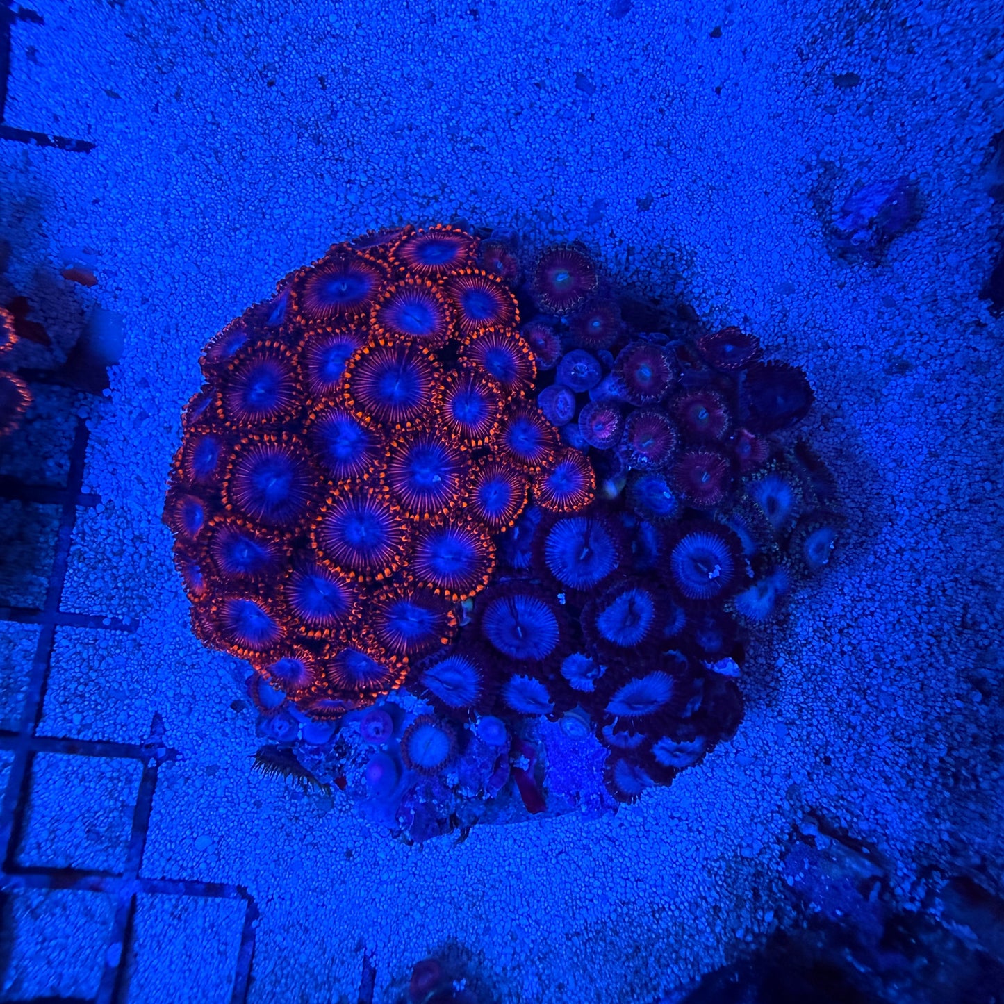 WYSIWYG Zoa Garden Rock