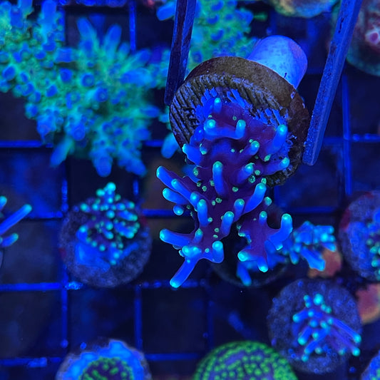 Pac-Man Acropora