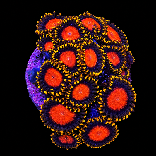 KH Sunburst Zoanthid Coral