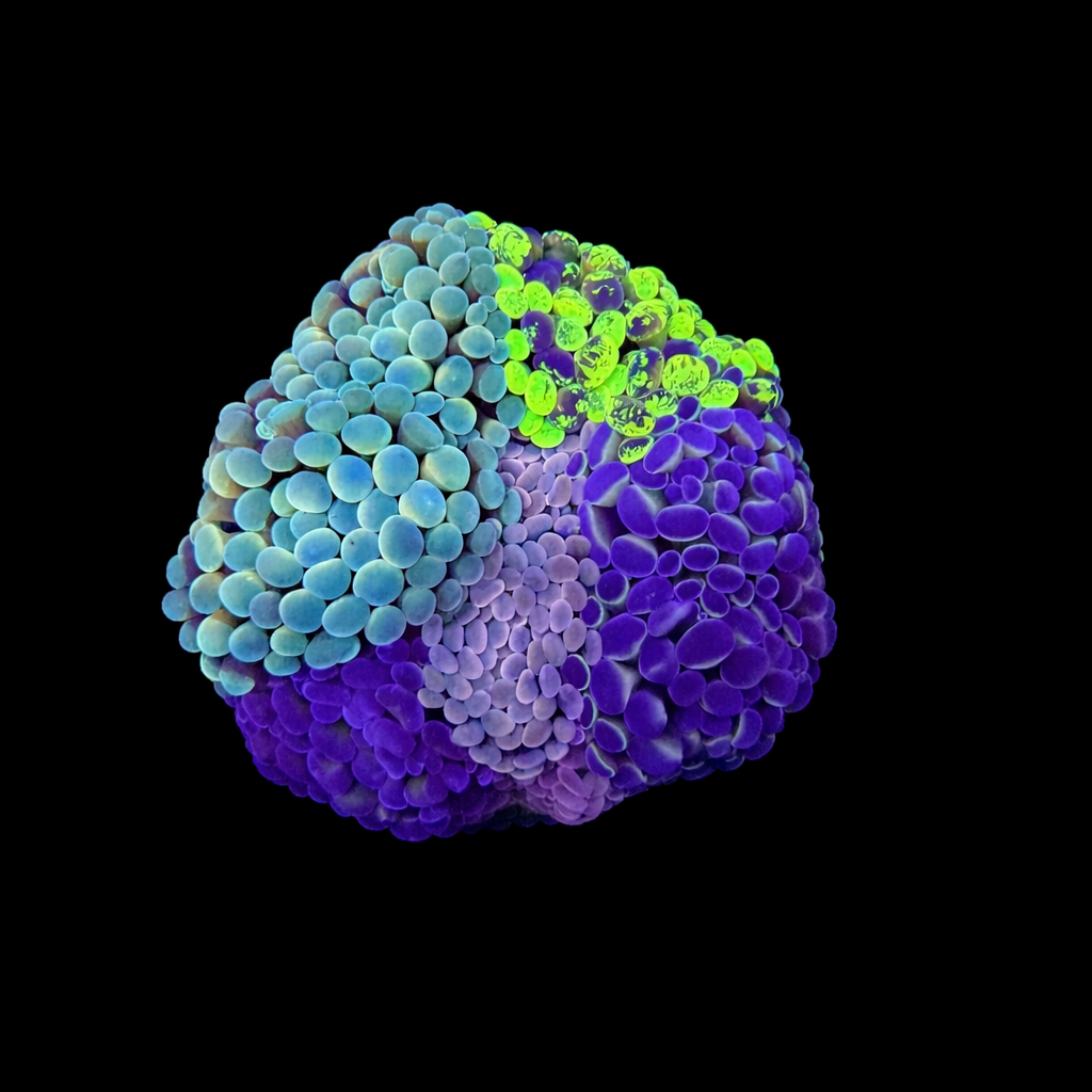 WYSIWYG Hammer Coral Garden