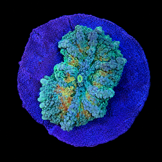 WYSIWYG Ultra Yuma Mushroom Coral XL