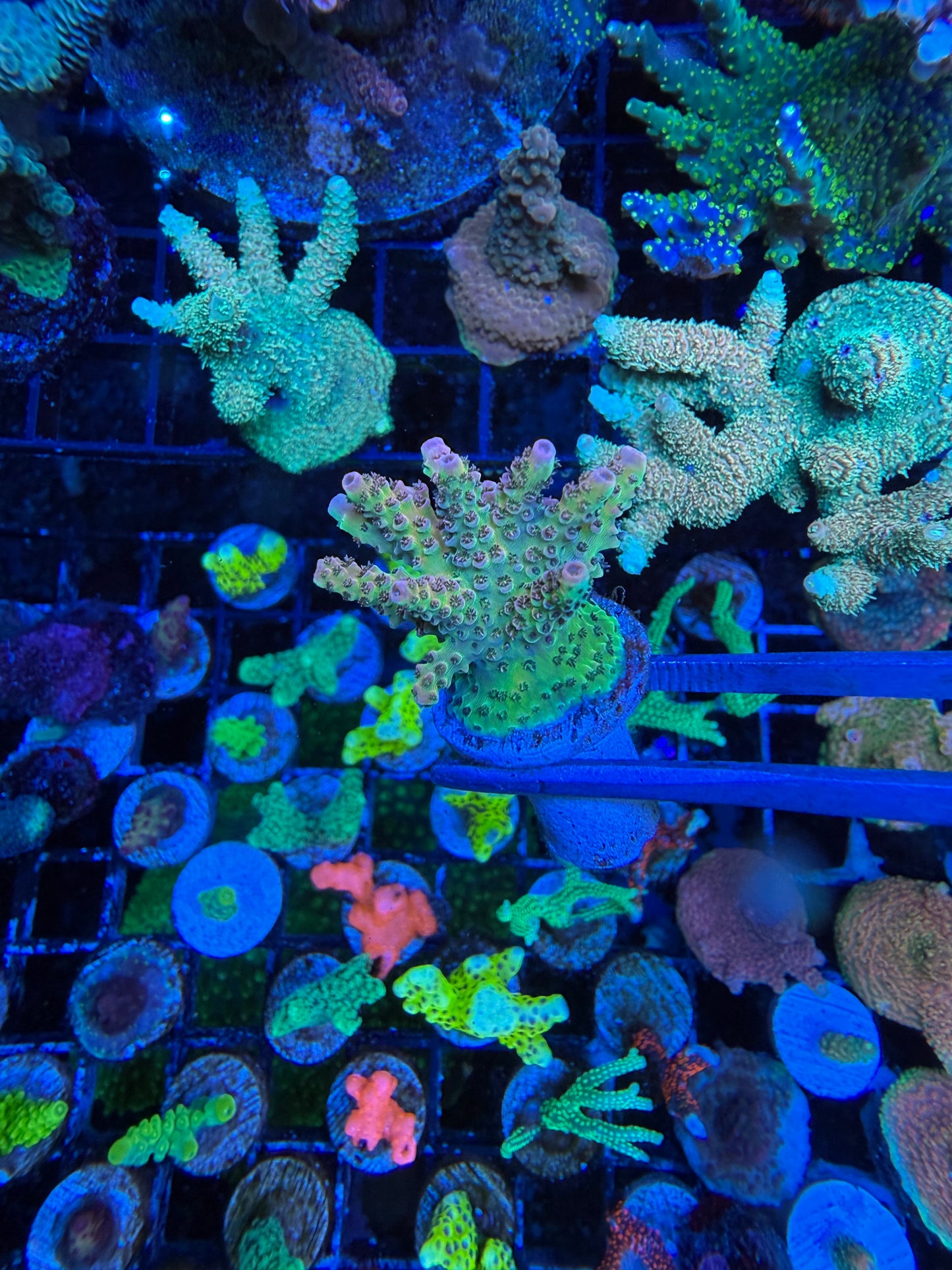WYSIWYG TSA Daydream Acropora Coral