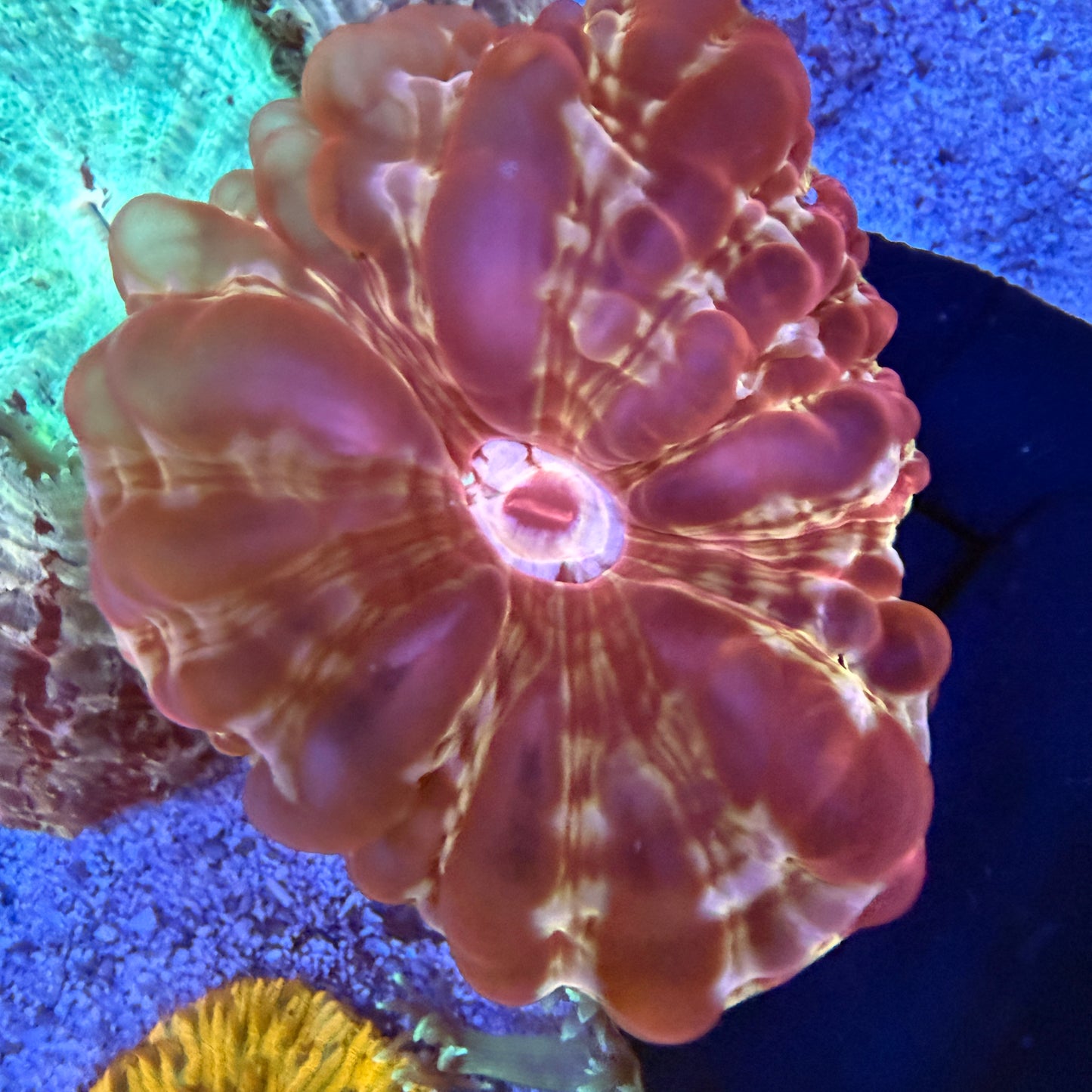 WYSIWYG Ultra Red Cynarina