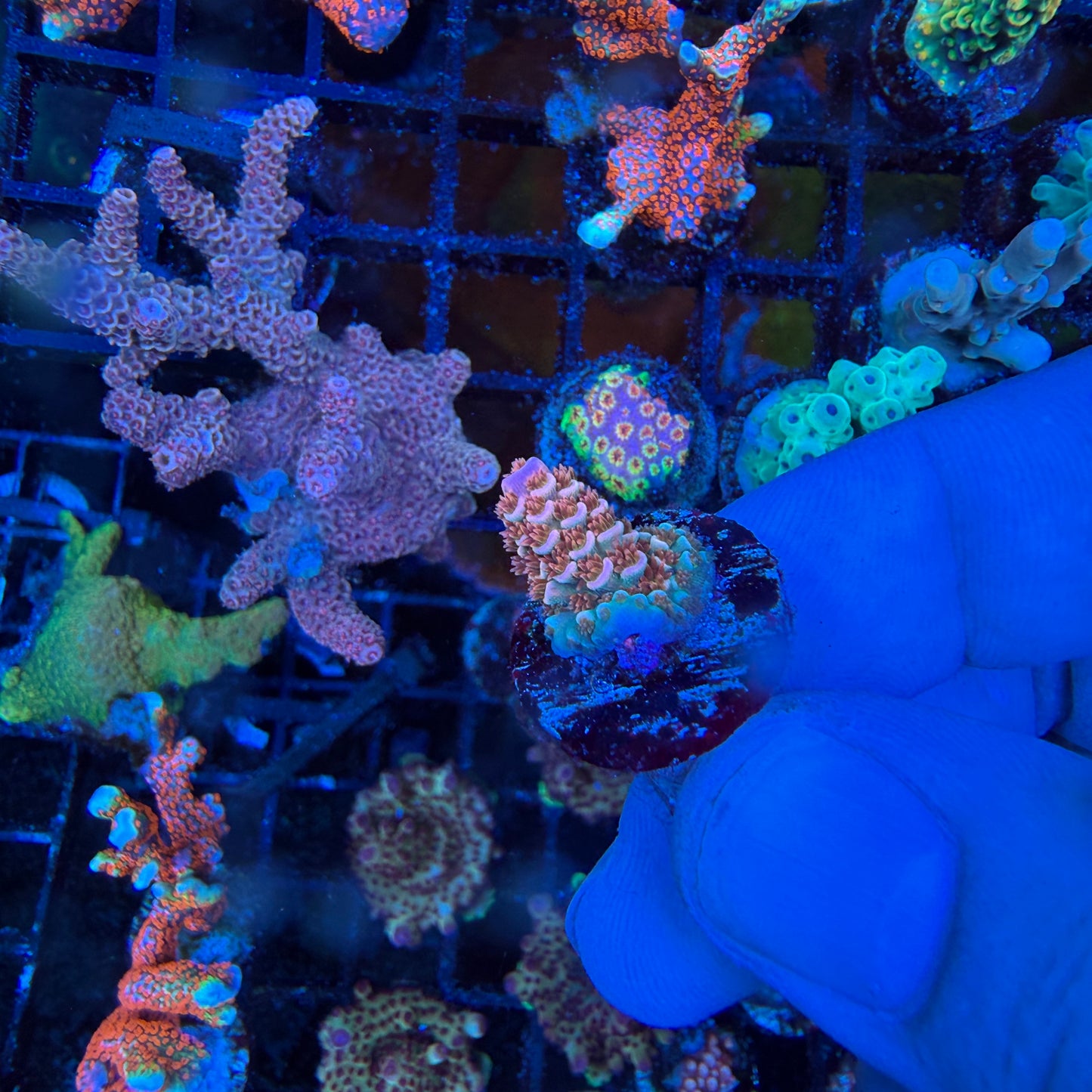 WYSIWYG Cherry Bomb Coral