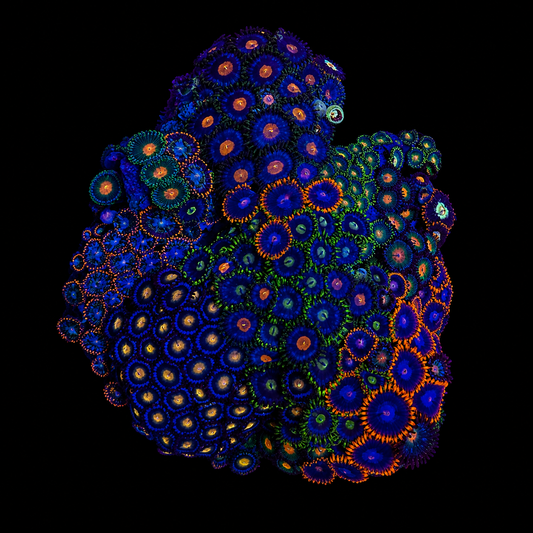 WYSIWYG Zoanthid Coral Garden
