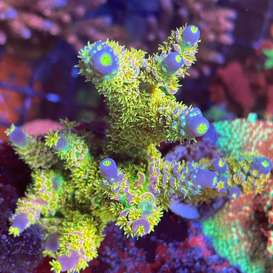 Walt Disney Acropora