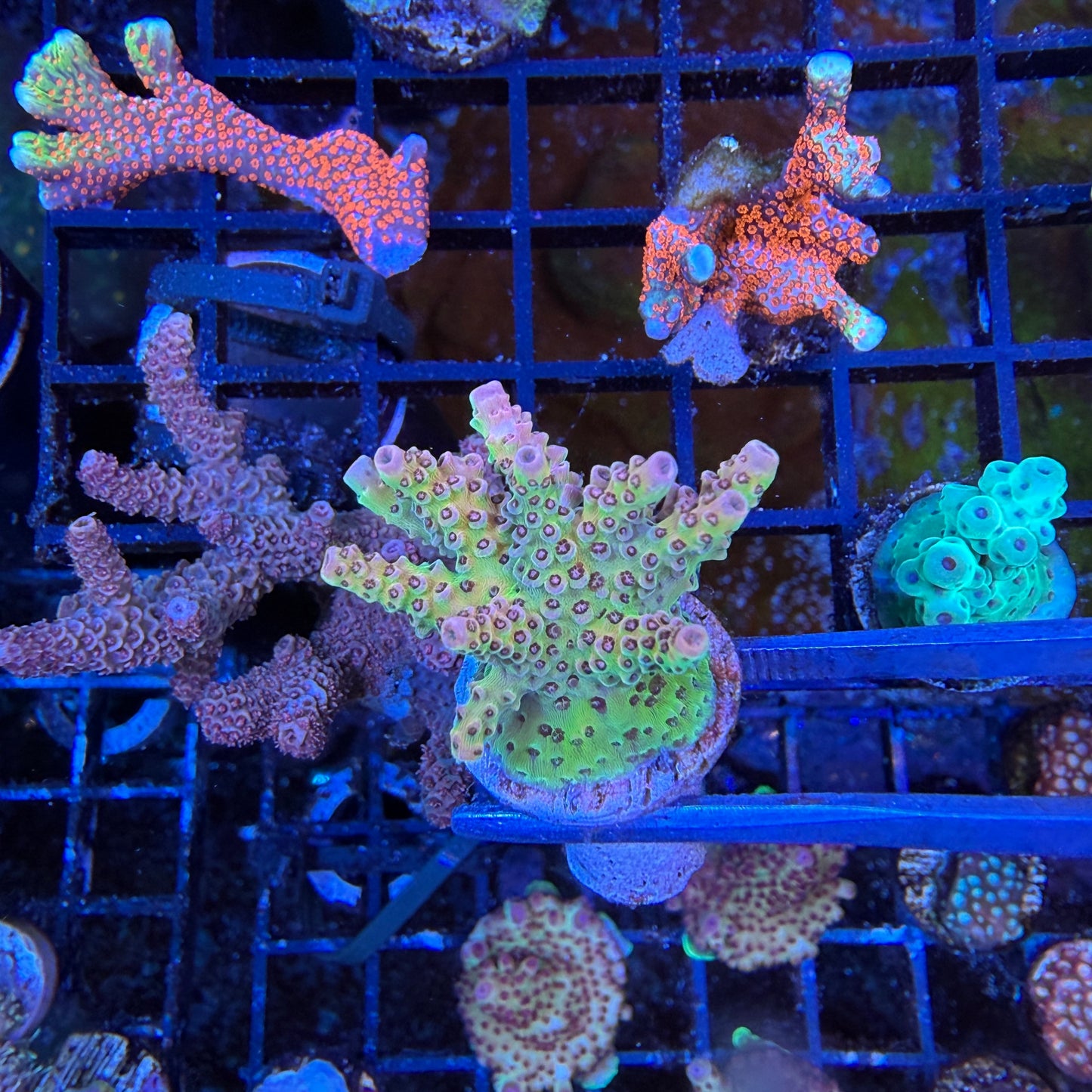 WYSIWYG TSA Daydream Acropora Coral