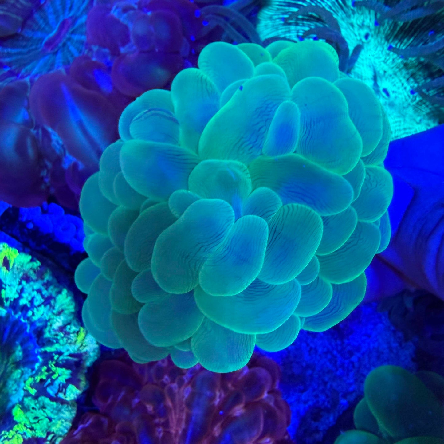 WYSIWYG Green Bubble Coral