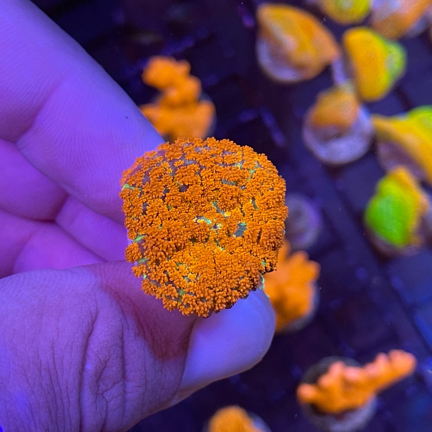 Forest Fire Rhodactis Mushroom