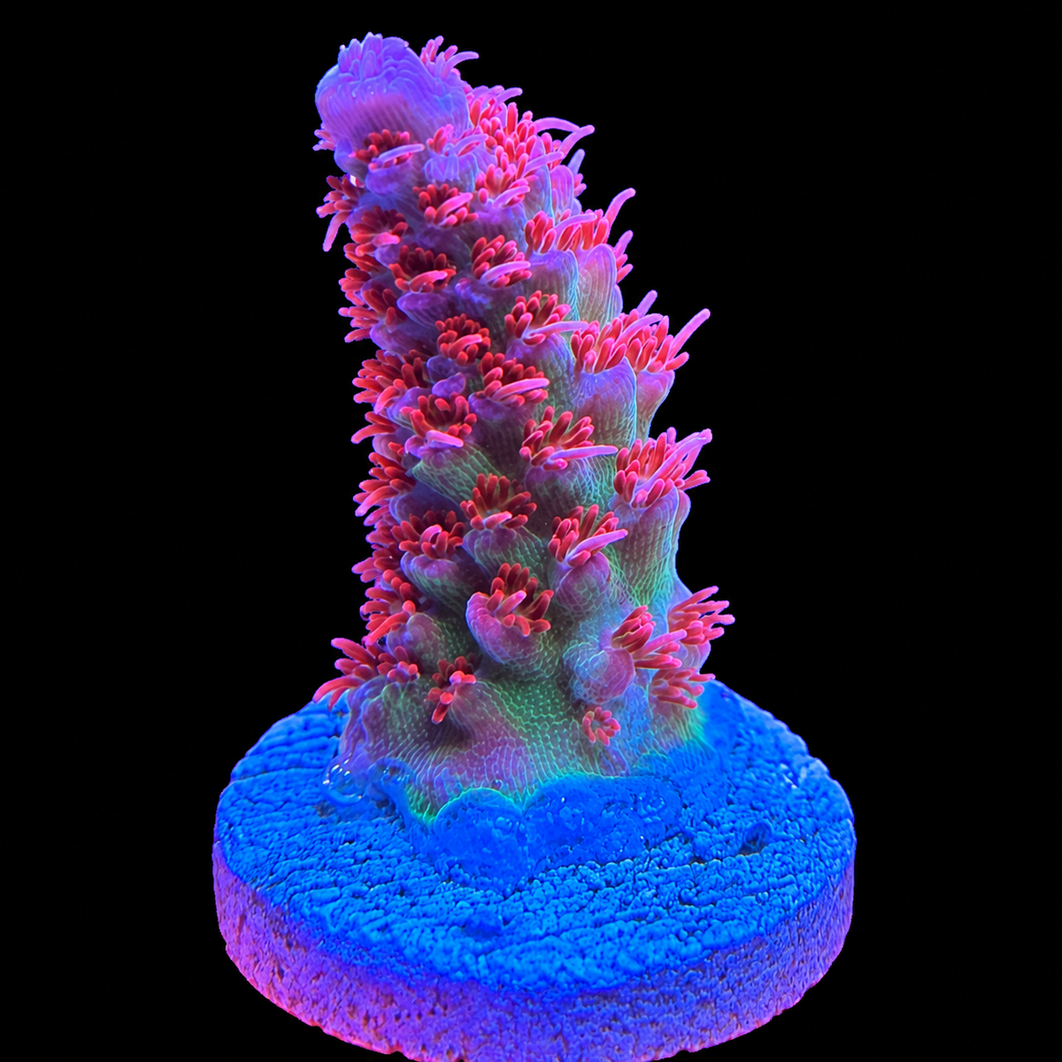 WYSIWYG TSA Princes Peach Acropora Coral