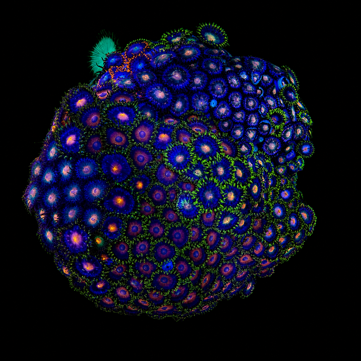 WYSIWYG Zoanthid Coral Garden