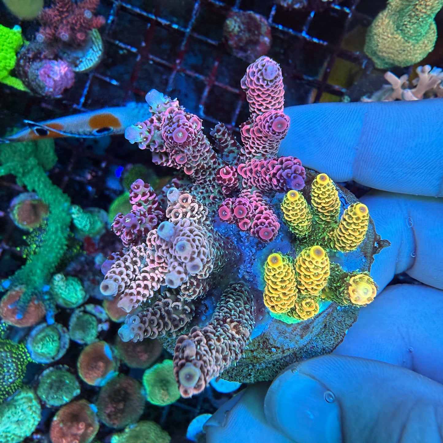 WYSIWYG Millepora Combo