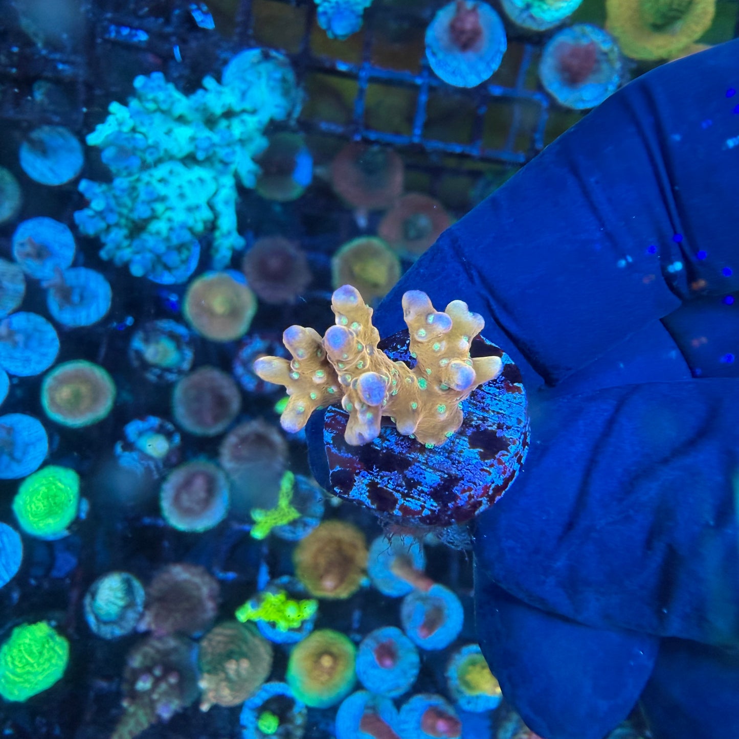 WYSIWYG RRC Tropicana Anacropora