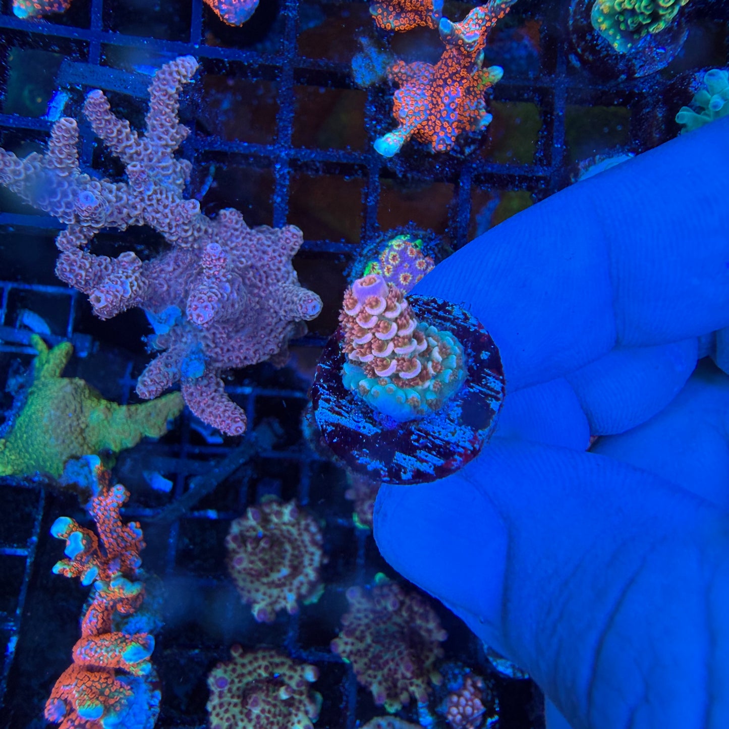 WYSIWYG Cherry Bomb Coral
