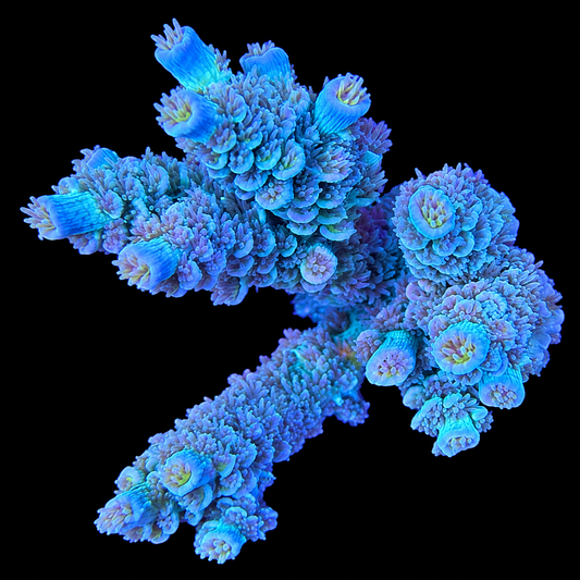 AS Sub-Zero Acropora Coral