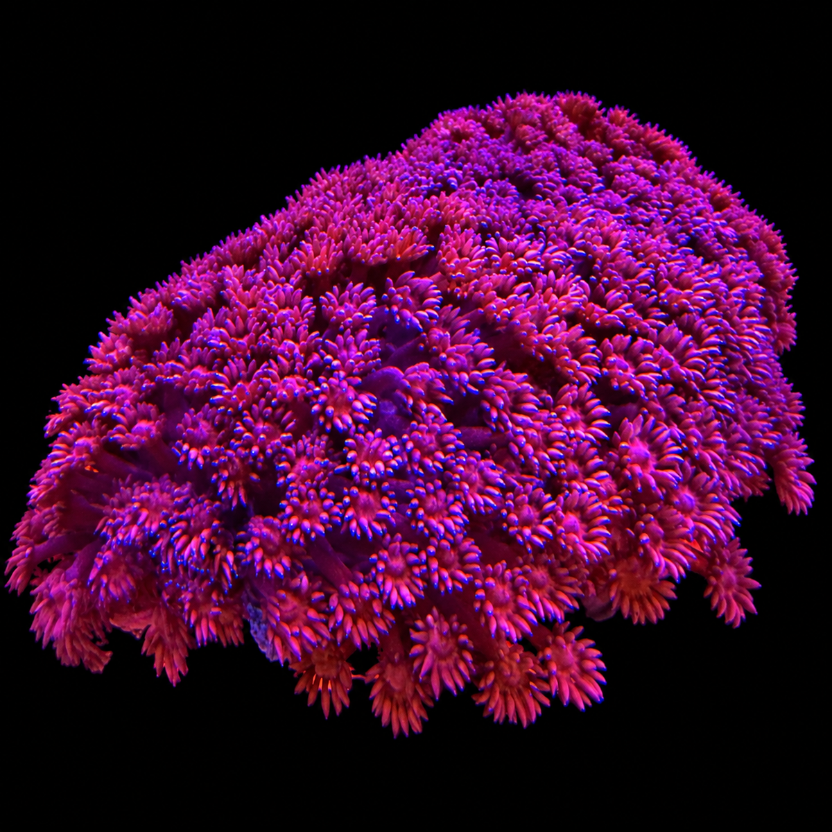 WYSIWYG LG Red Goniopora Coral