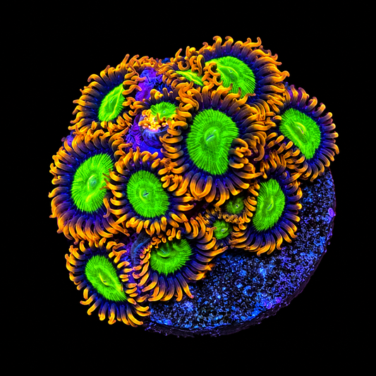 Mandarin Orange Zoanthids Coral