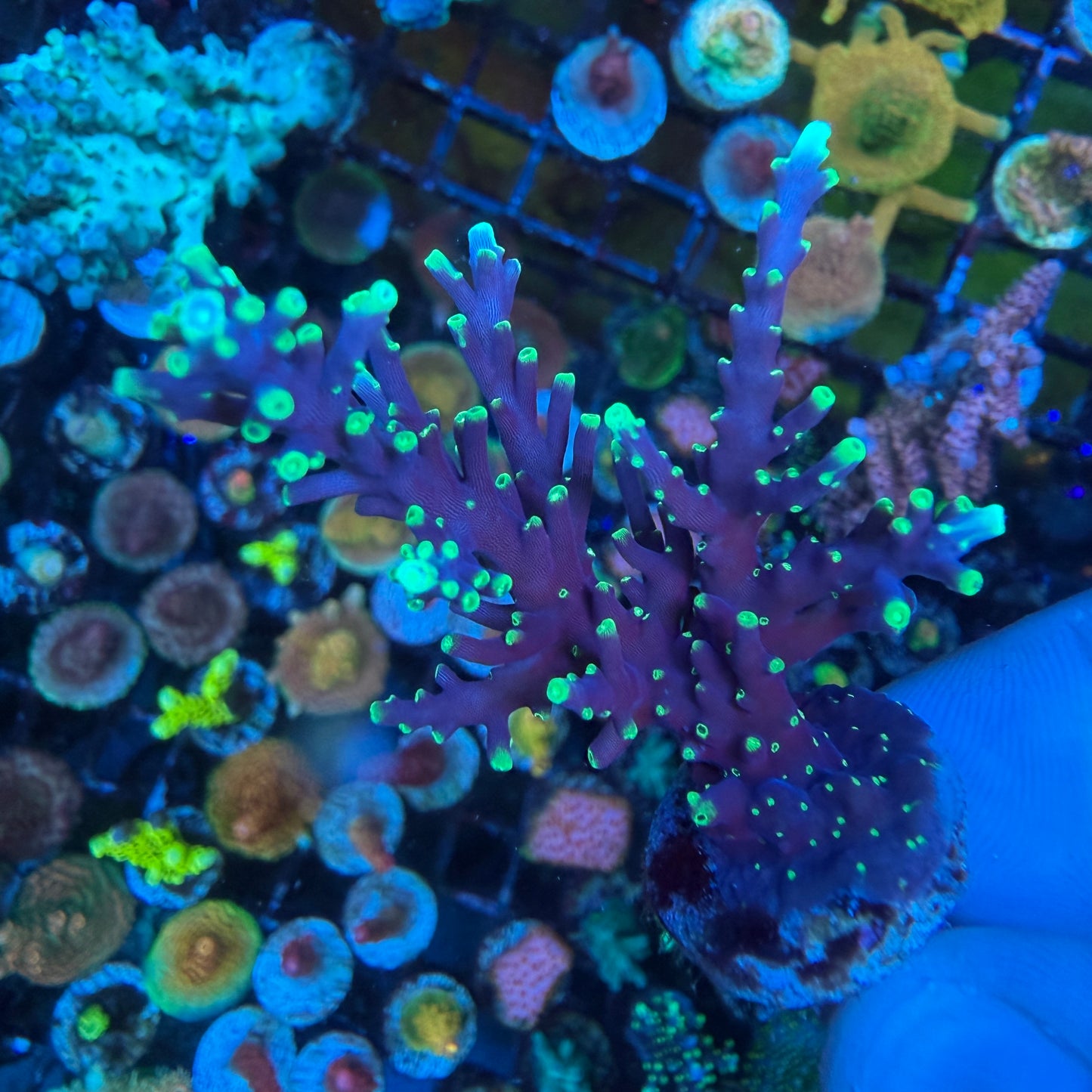 WYSIWYG Pac-Man Dragon Acropora Coral