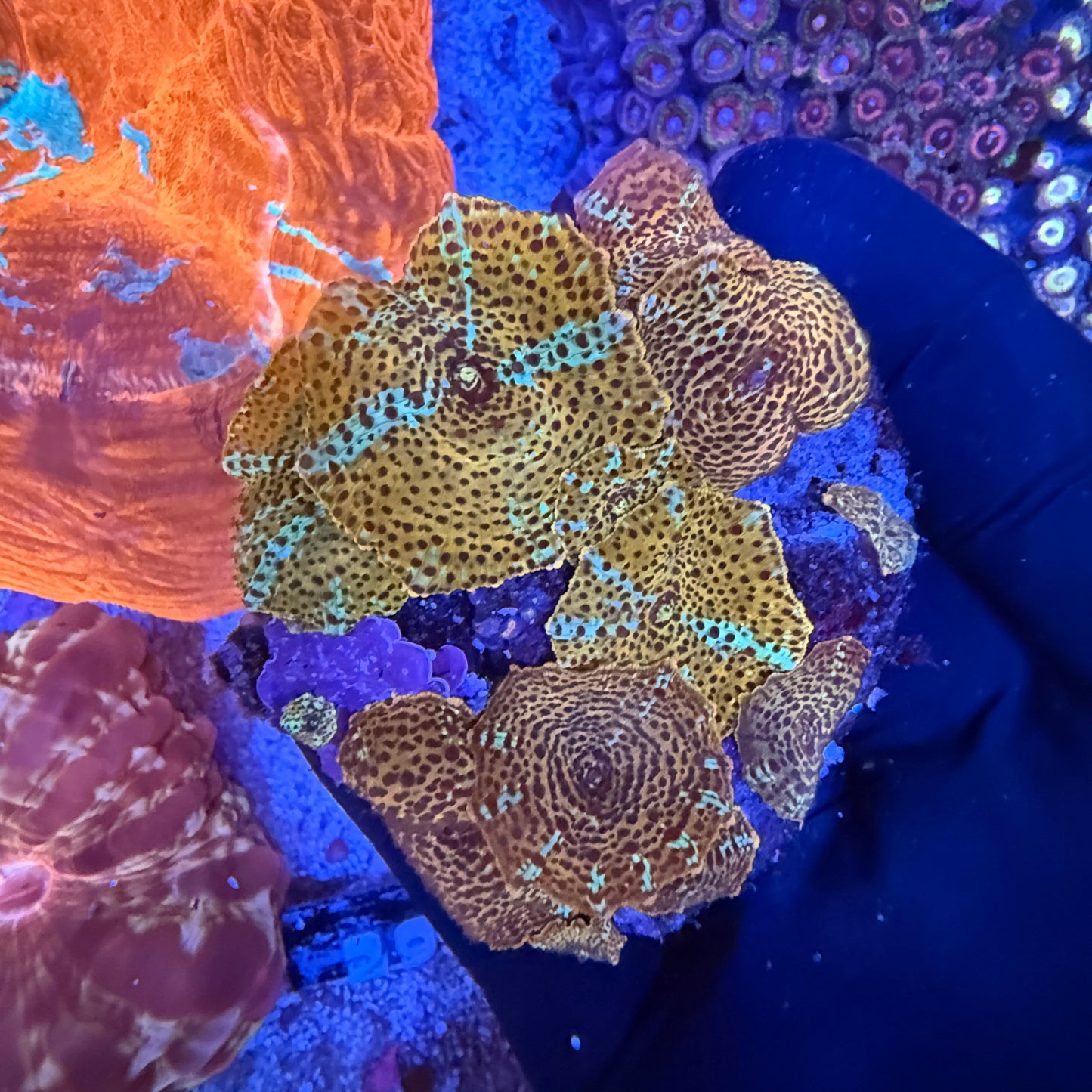 WYSIWYG Leopard Mushroom Rock