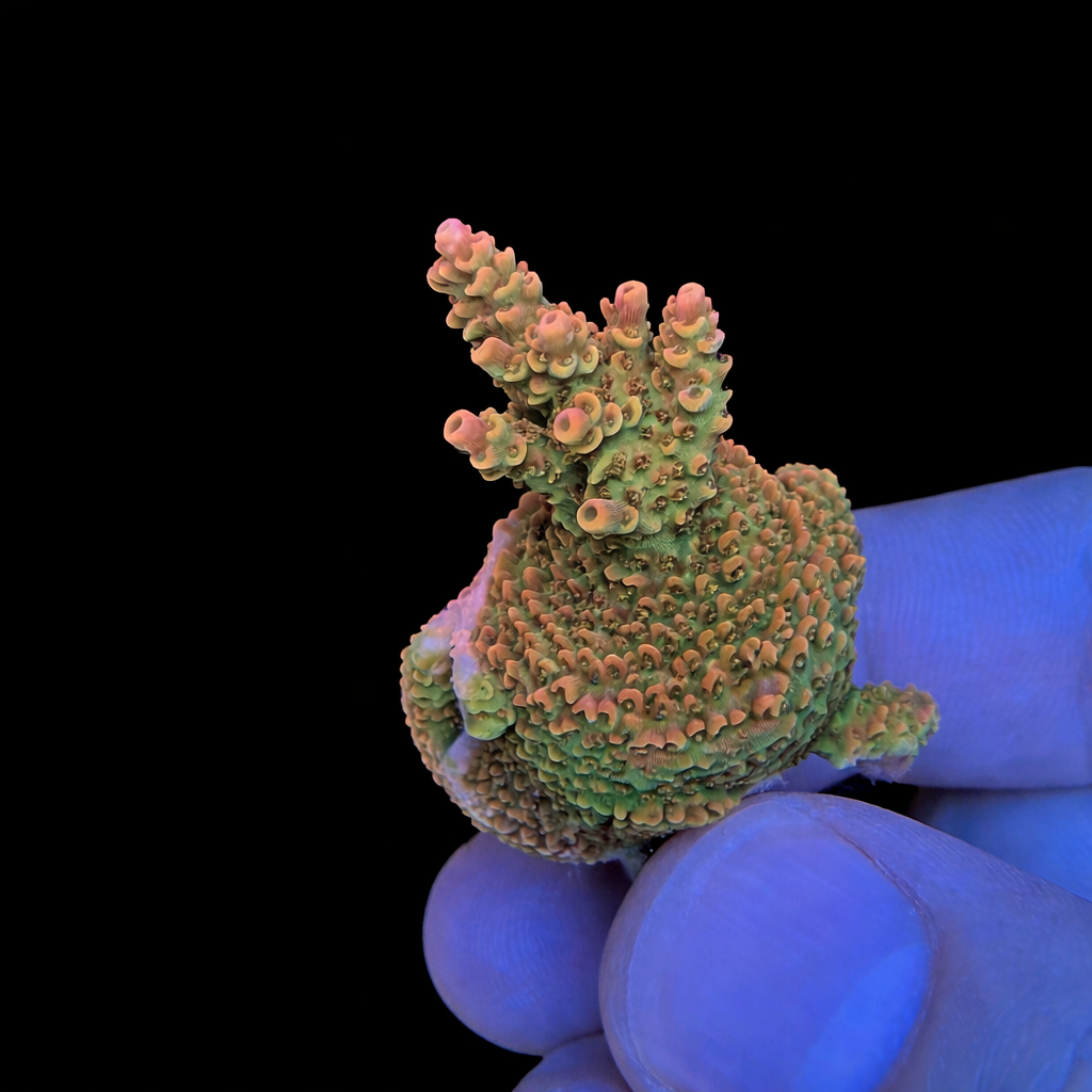 WYSIWYG LG Bill Murray Coral Frag