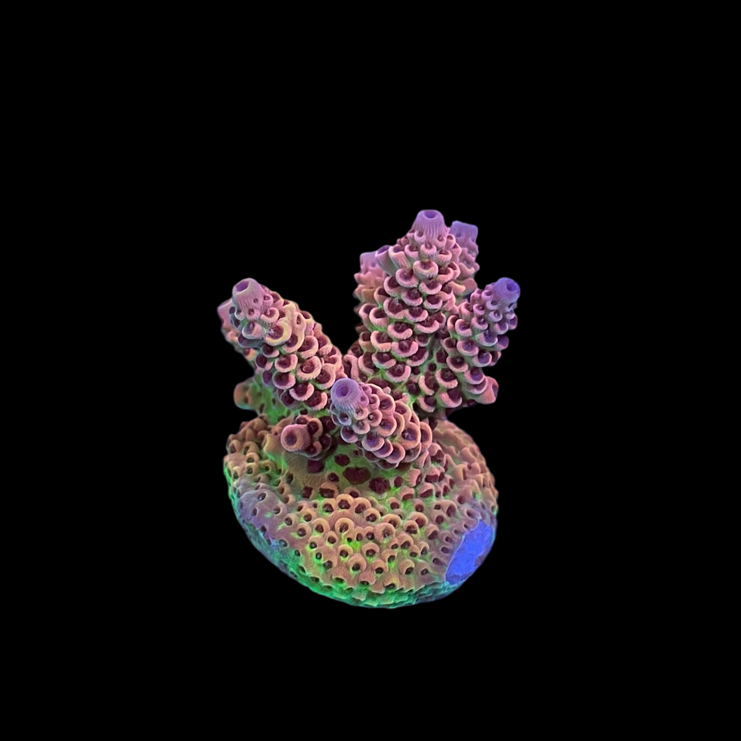 AS Rainbow Millepora Acropora