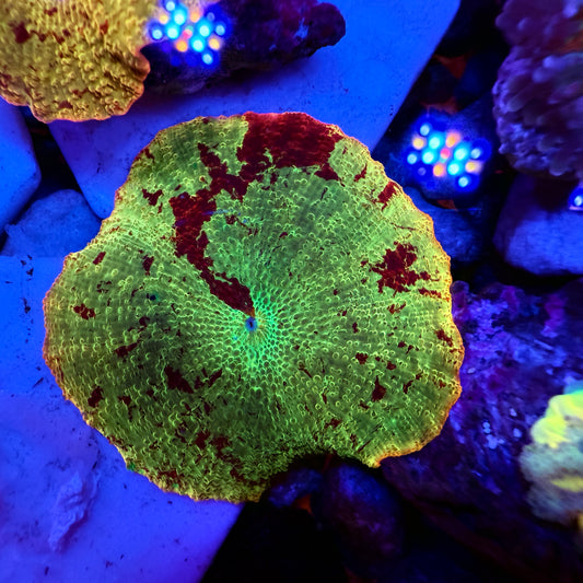 WYSIWYG Jawbreaker Mushroom