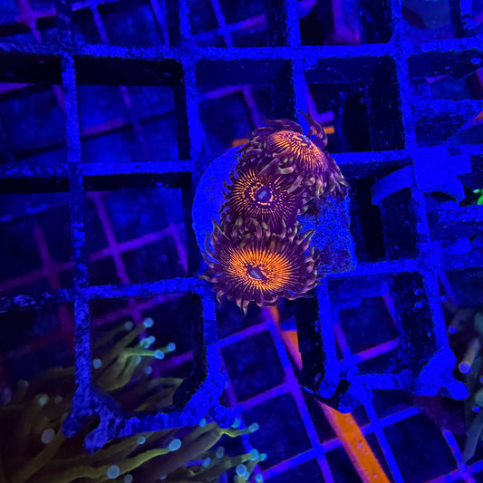 WYSIWYG Stranger Things Zoas