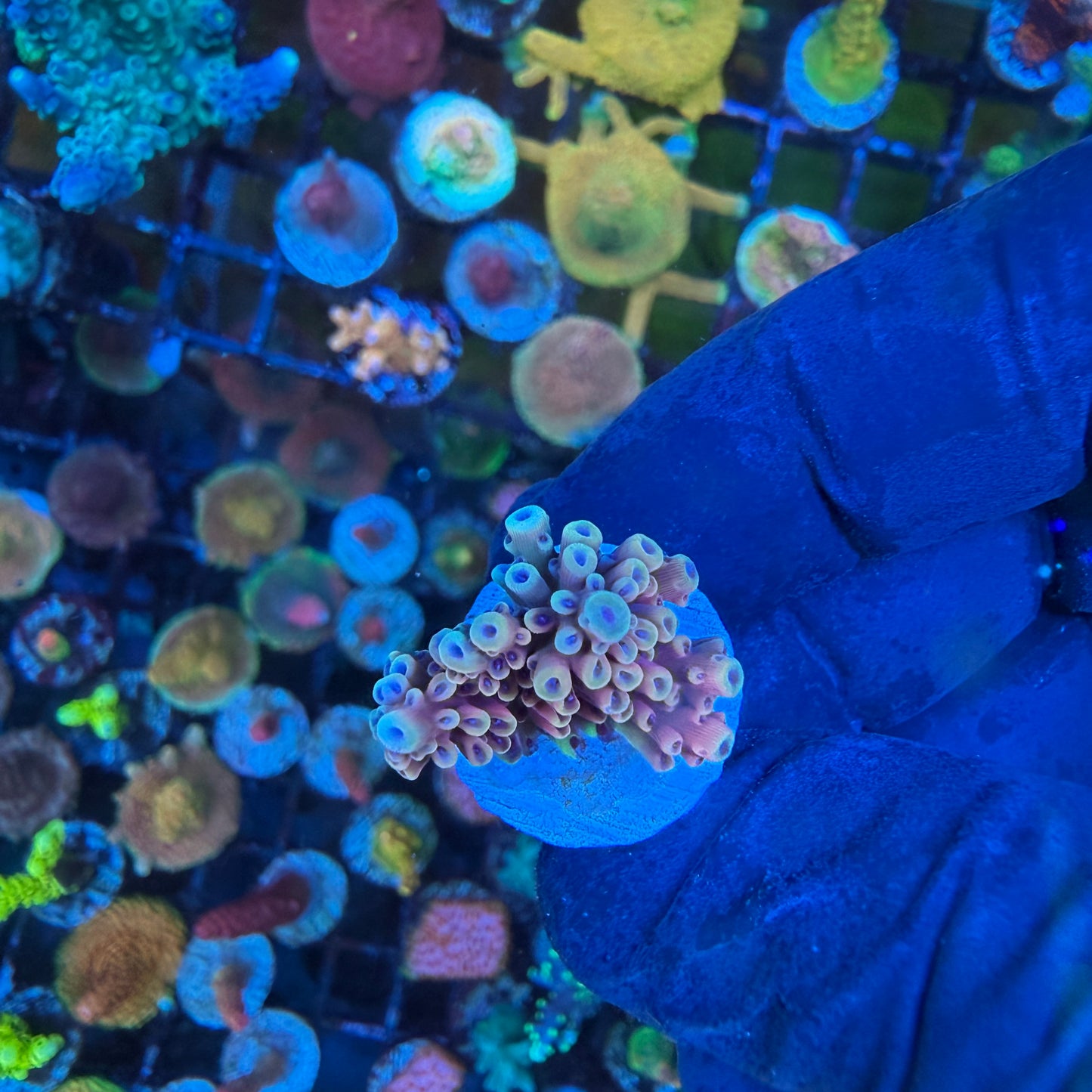 WYSIWYG Pink Cadillac