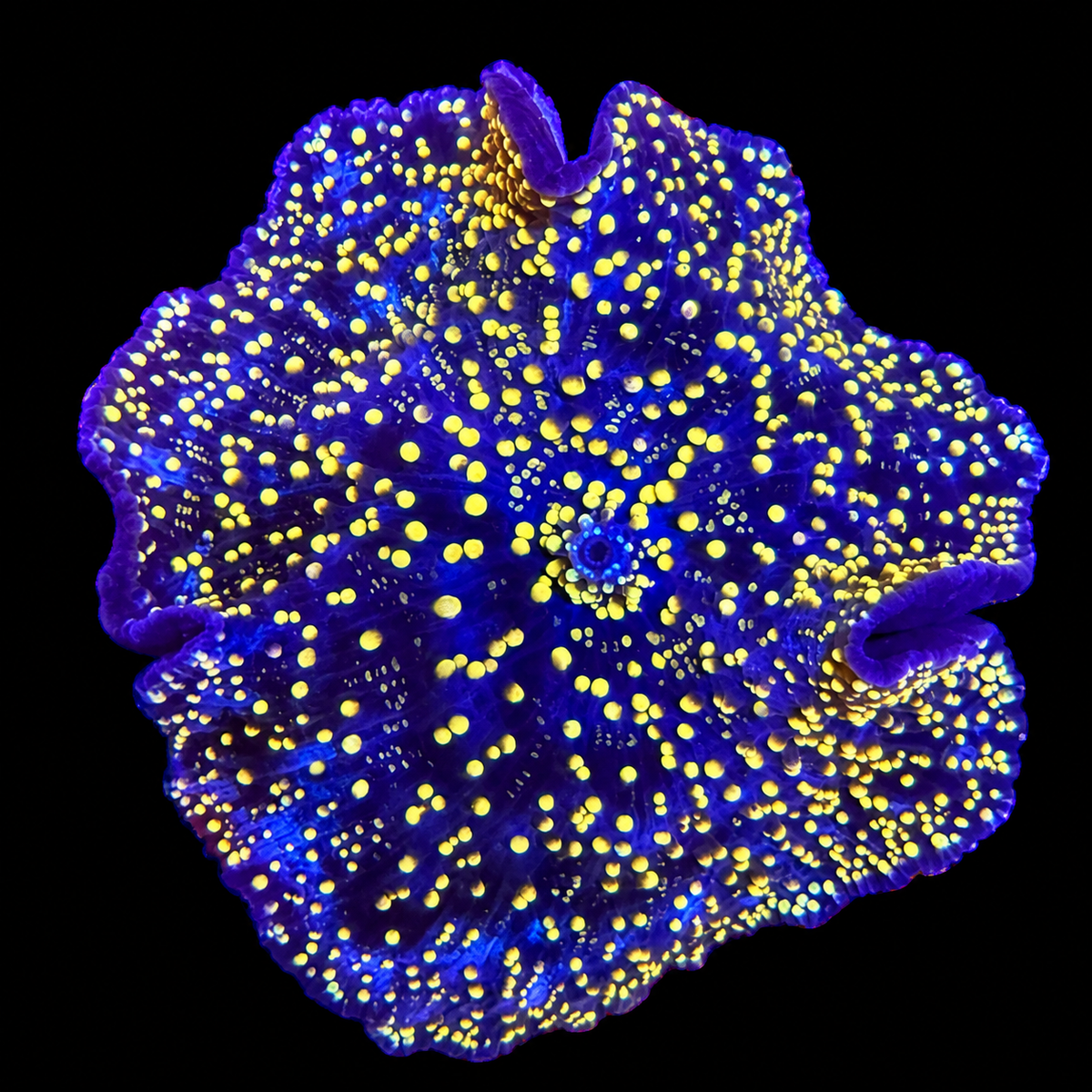 WYSIWYG Yellow Interstellar Yuma Coral