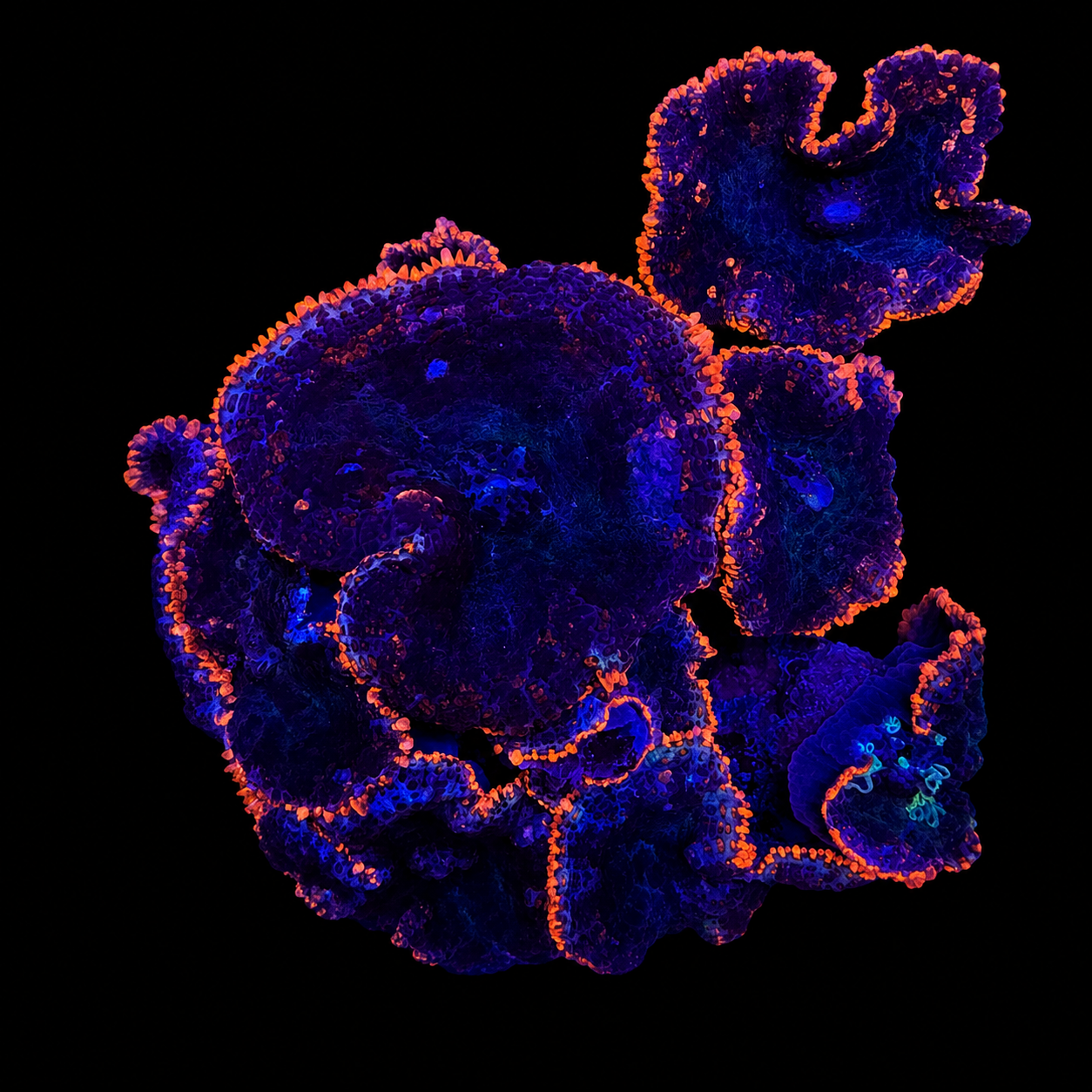 WYSIWYG High End Mushroom Rock Coral