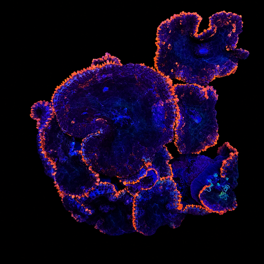 WYSIWYG High End Mushroom Rock Coral