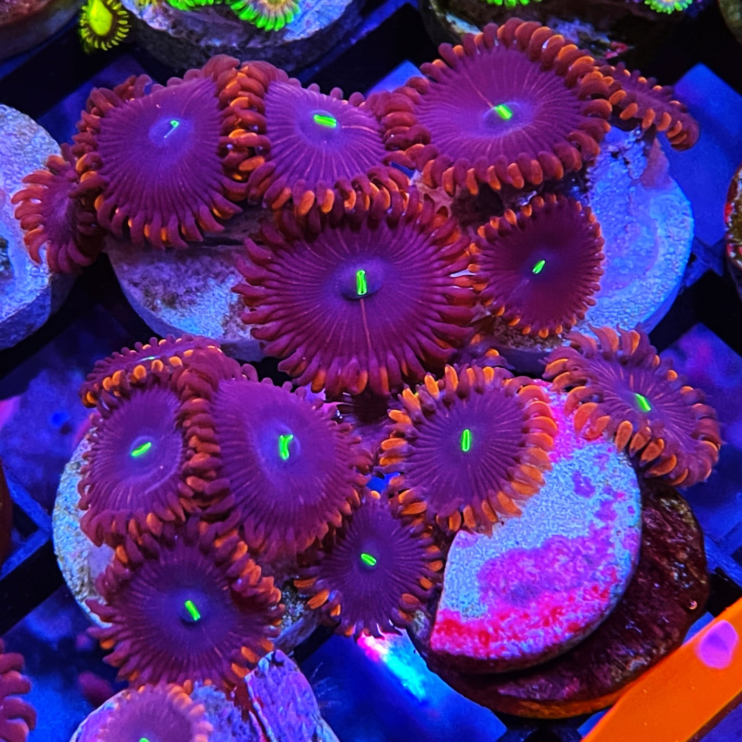 Purple People Eaters Zoanthids