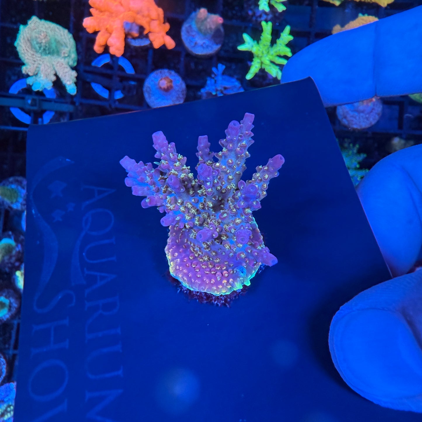 WYSIWYG AS Golden Locs Colony