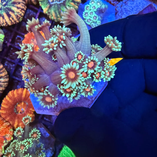 Bubblegum Nebula Goni LG Frags