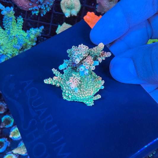 WYSIWYG TSA Bill Murray Acro Colony