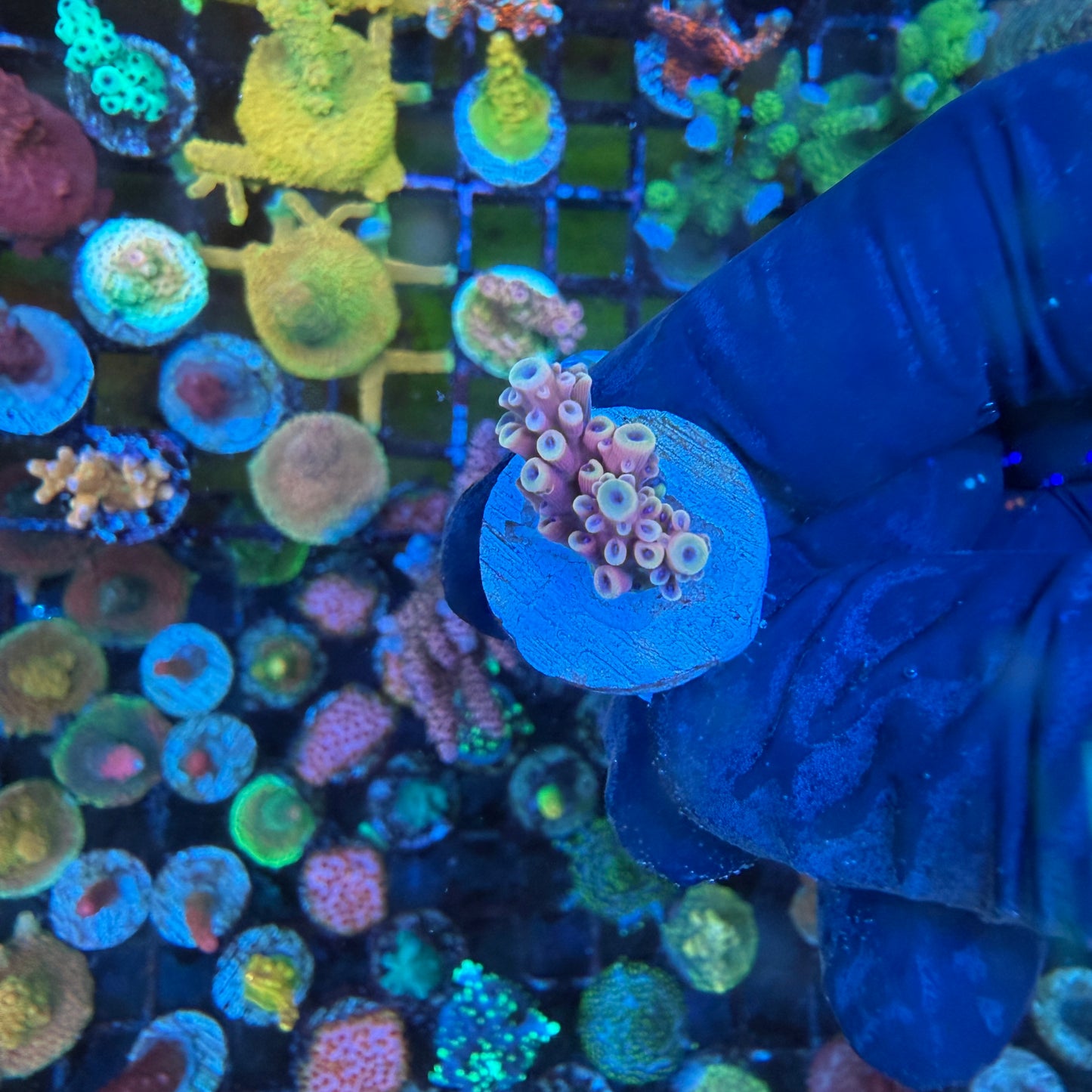 WYSIWYG Pink Cadillac