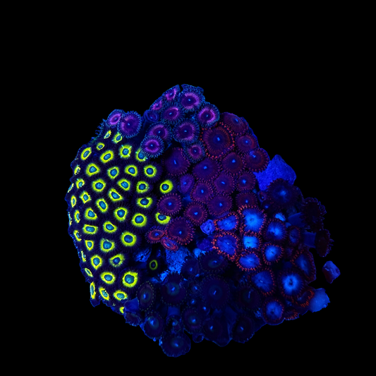 WYSIWYG Zoa Garden Rock
