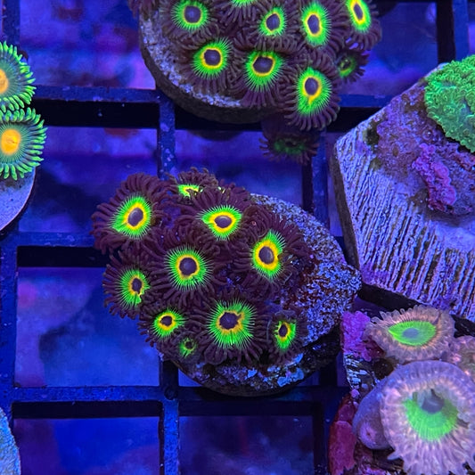 Bob Marley Zoanthids