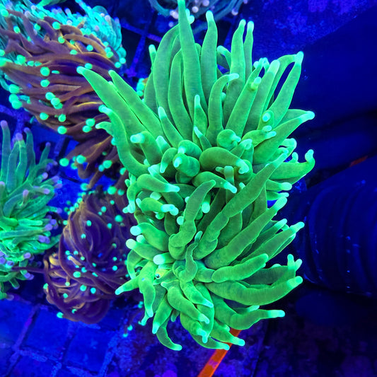 WYSIWYG Incredible Hulk Torch