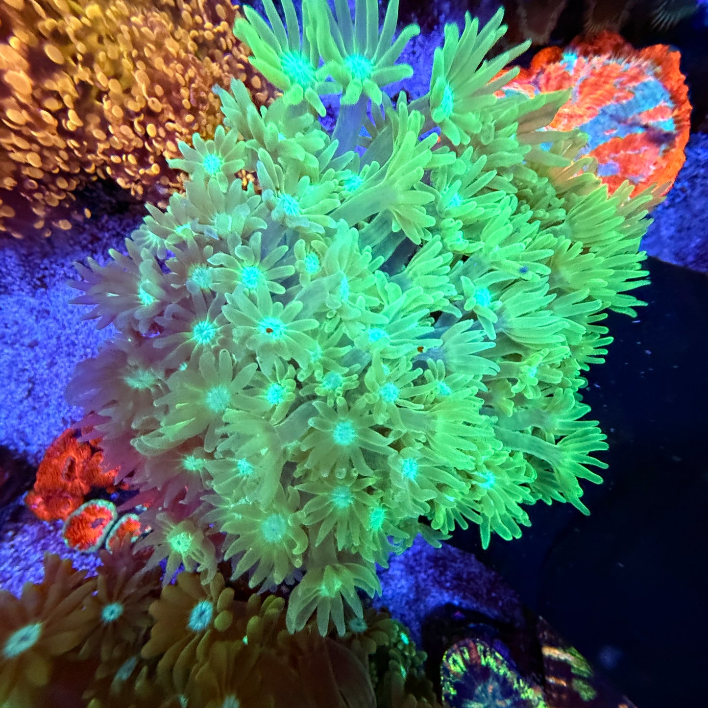 WYSIWYG Green Gonipora