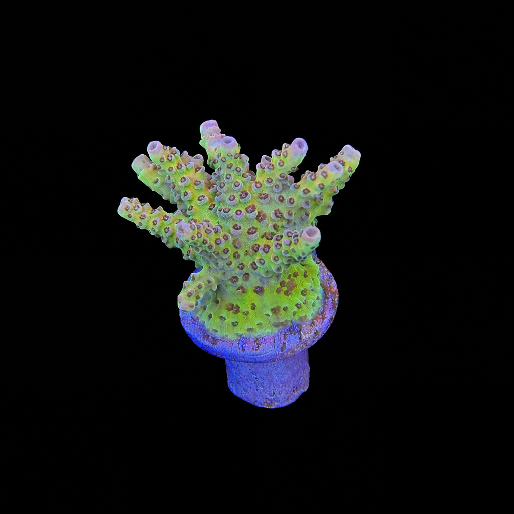 WYSIWYG TSA Daydream Acropora Coral