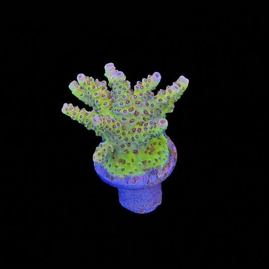 WYSIWYG TSA Daydream Acropora Coral