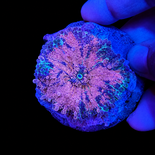 WYSIWYG Ultra Yuma Mushroom Coral XL
